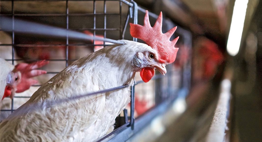 poultry chicken farm cage