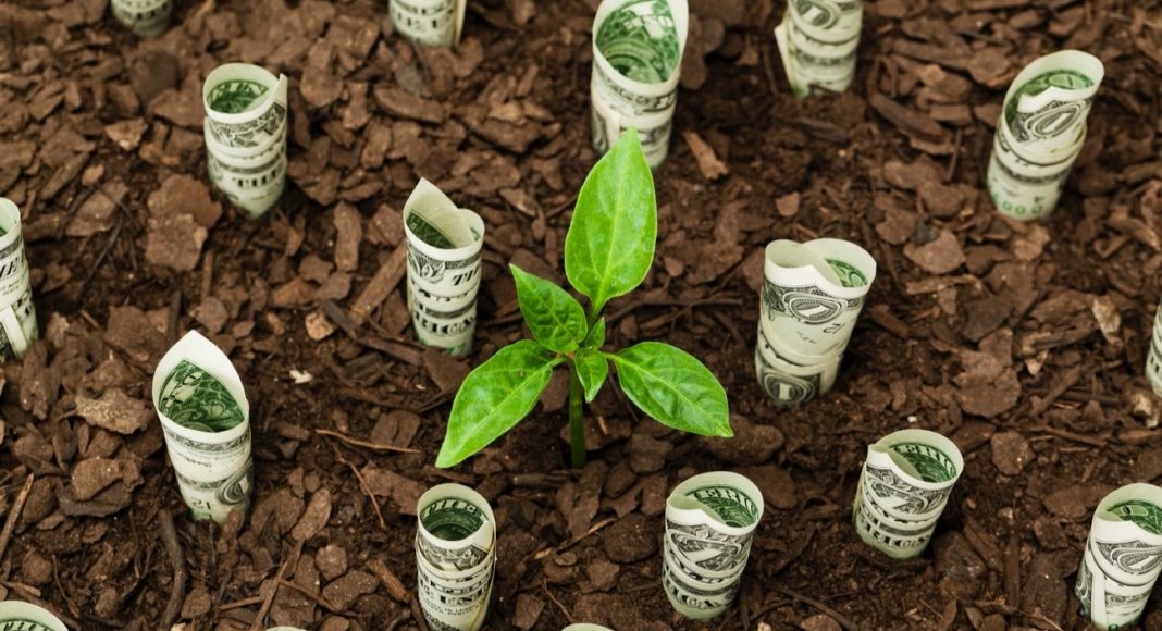 a plant growing on soil amid dollar plants