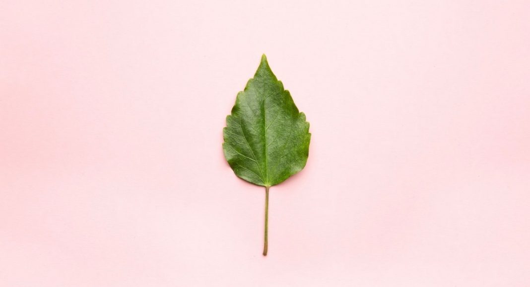 Green leaf. Flat lay, top view, minimal concept.