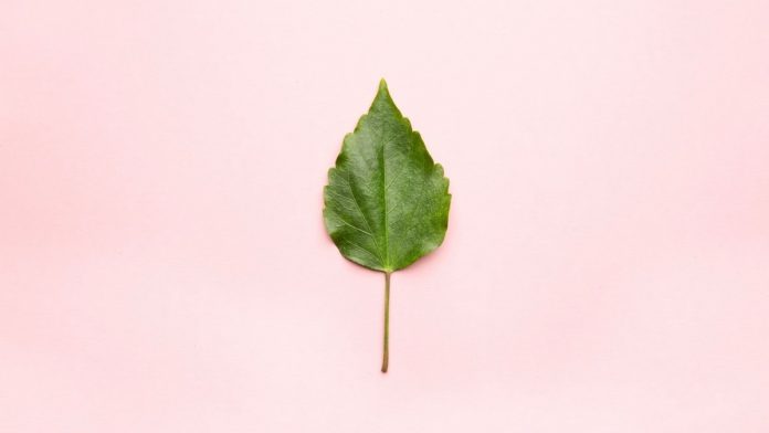 Green leaf. Flat lay, top view, minimal concept.