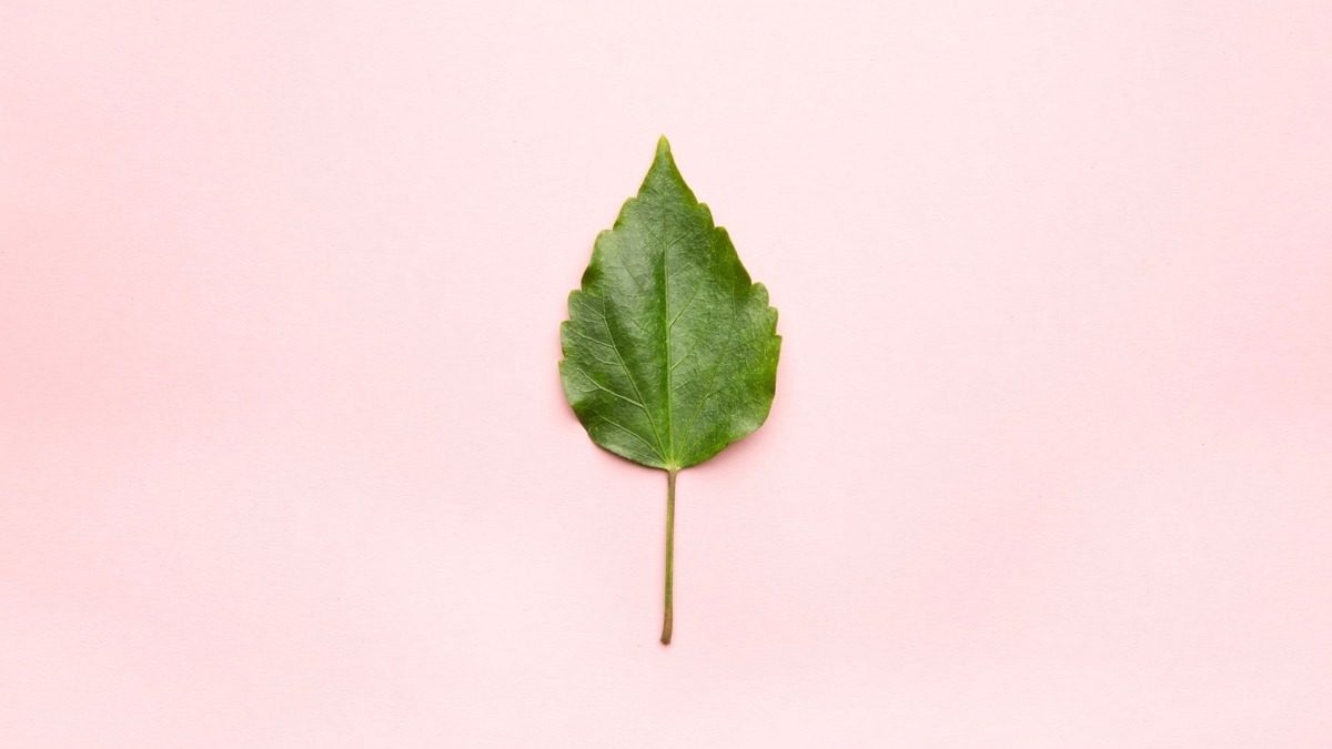 Green leaf. Flat lay, top view, minimal concept.