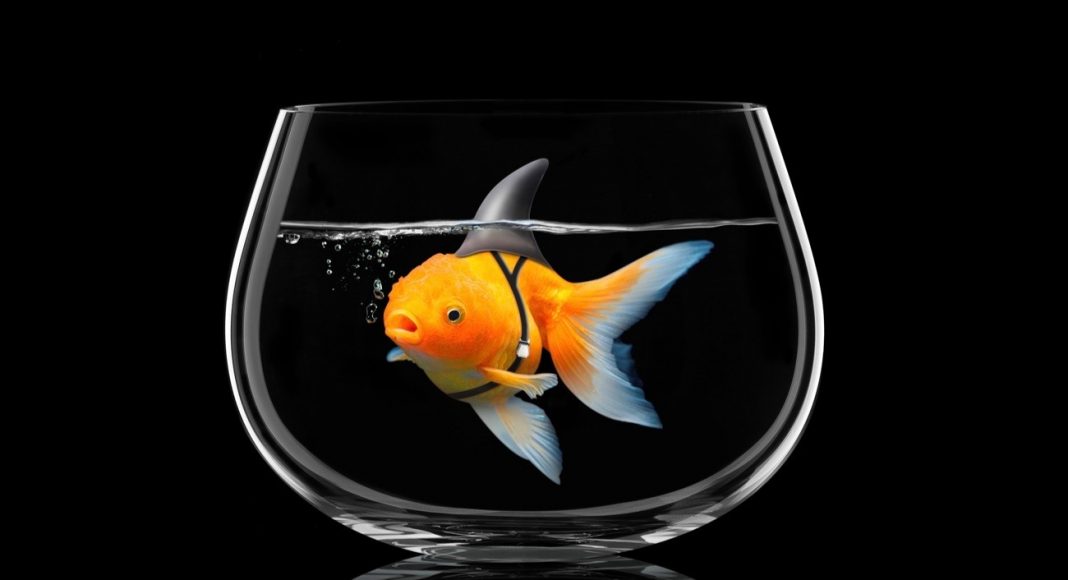 Goldfish with shark fin swim in fish bowl, Gold fish in black water