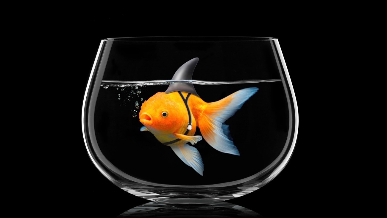 Goldfish with shark fin swim in fish bowl, Gold fish in black water